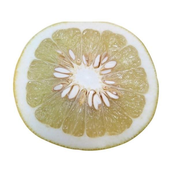 訳あり 家庭用】土佐文旦 大玉 10kg（L以上）規格外 高知県産｜1月下旬