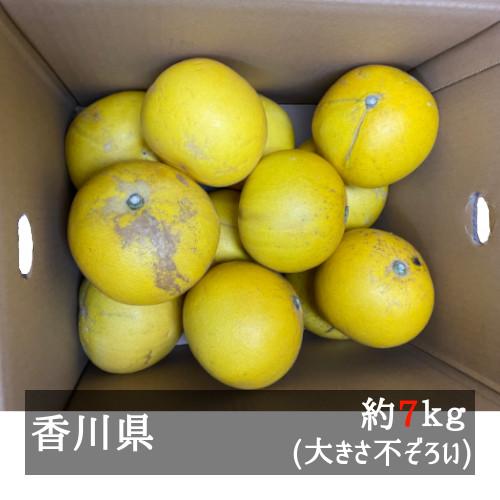 訳ありさぬきポメロ 約７ｋｇ 香川県産 F 美味旬果 通販 Yahoo ショッピング