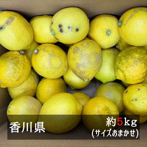 訳ありさぬきレモン 約5kgサイズおまかせ 国産(香川県産 訳ありさぬきレモン 約5kgサイズおまかせ 国産(香川県産