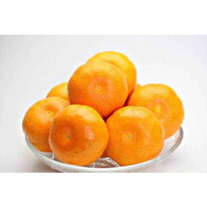 みかん 長崎県産 出島の華 丸秀2S 5kg 70-80個 させぼ温州 糖度14度