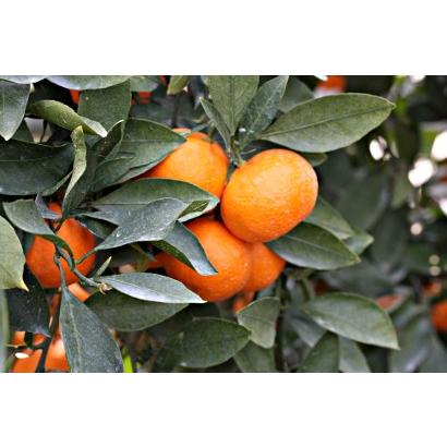 こちらを　超小粒的兵みかん 赤秀品3s こちらを 超小粒的兵みかん 赤秀品3s