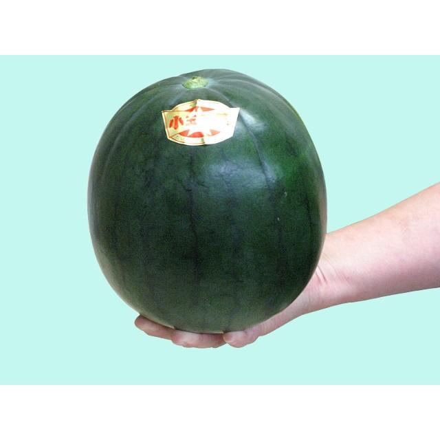 大栄の黒小玉すいか 秀品 3玉~5玉 10kg 鳥取県産 黒小玉 大栄