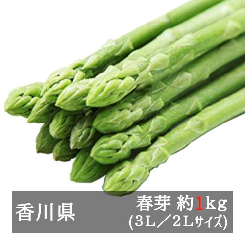 アスパラガス 極太さぬきのめざめ春芽 約1kg 3L/2L アスパラガス 極太さぬきのめざめ春芽 約1kg 3L/2L