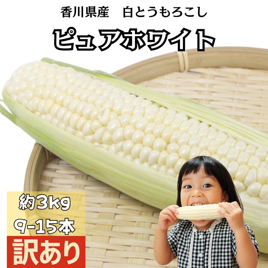 営業 朝採りとうもろこし 訳ありピュアホワイト 約３ ５ｋｇ 香川県産 Wantannas Go Id