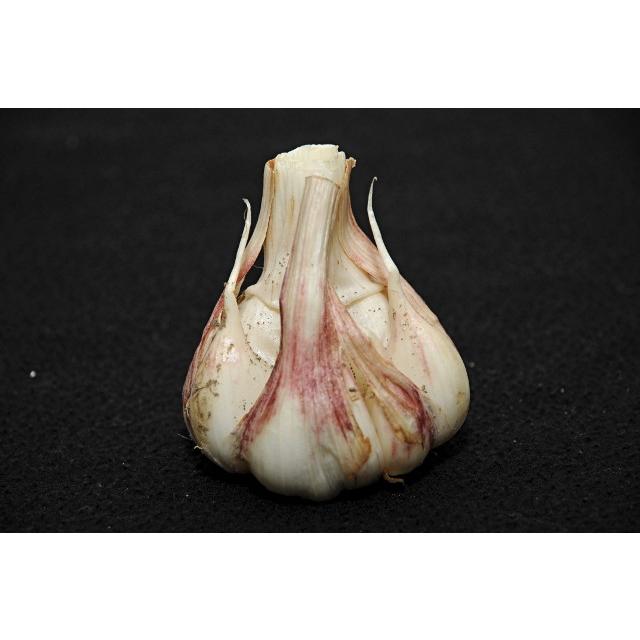 5月上旬以降発送）訳あり生にんにく 約20kg サイズおまかせ 香川  