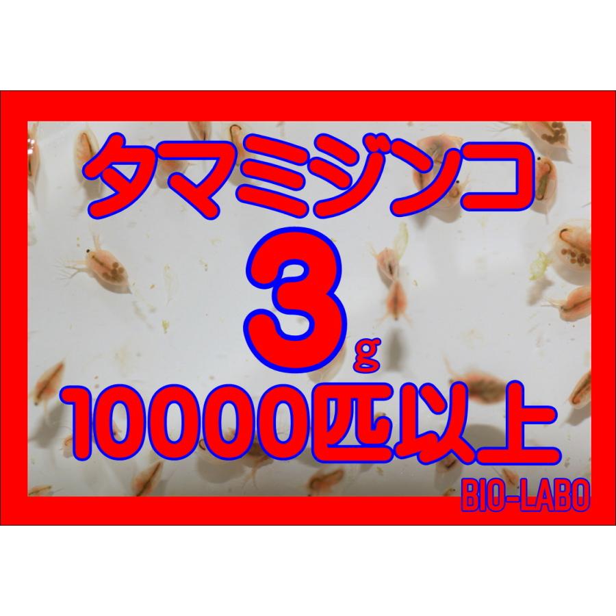 タマミジンコ 3g 日本限定 10000匹以上 通販 激安