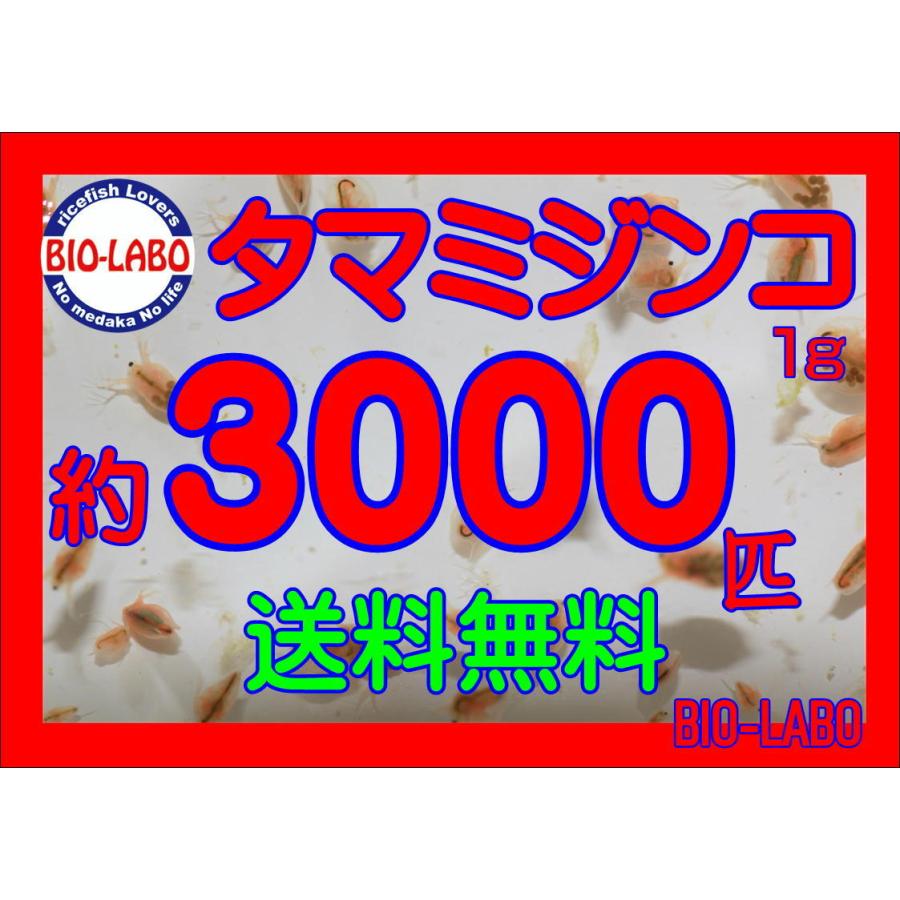 送料無料タマミジンコ 1g 3000匹以上 M2 Bio Labo 通販 Yahoo ショッピング