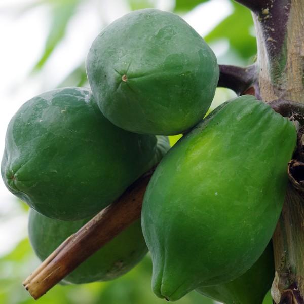 カビのあるパパイヤ 中型　小型　5個 カビのあるパパイヤ 中型 小型 5個