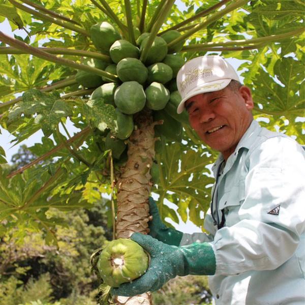 青パパイヤ酵素 スーパーバイオ21 顆粒 3g×30袋 完全農薬不使用 国産青