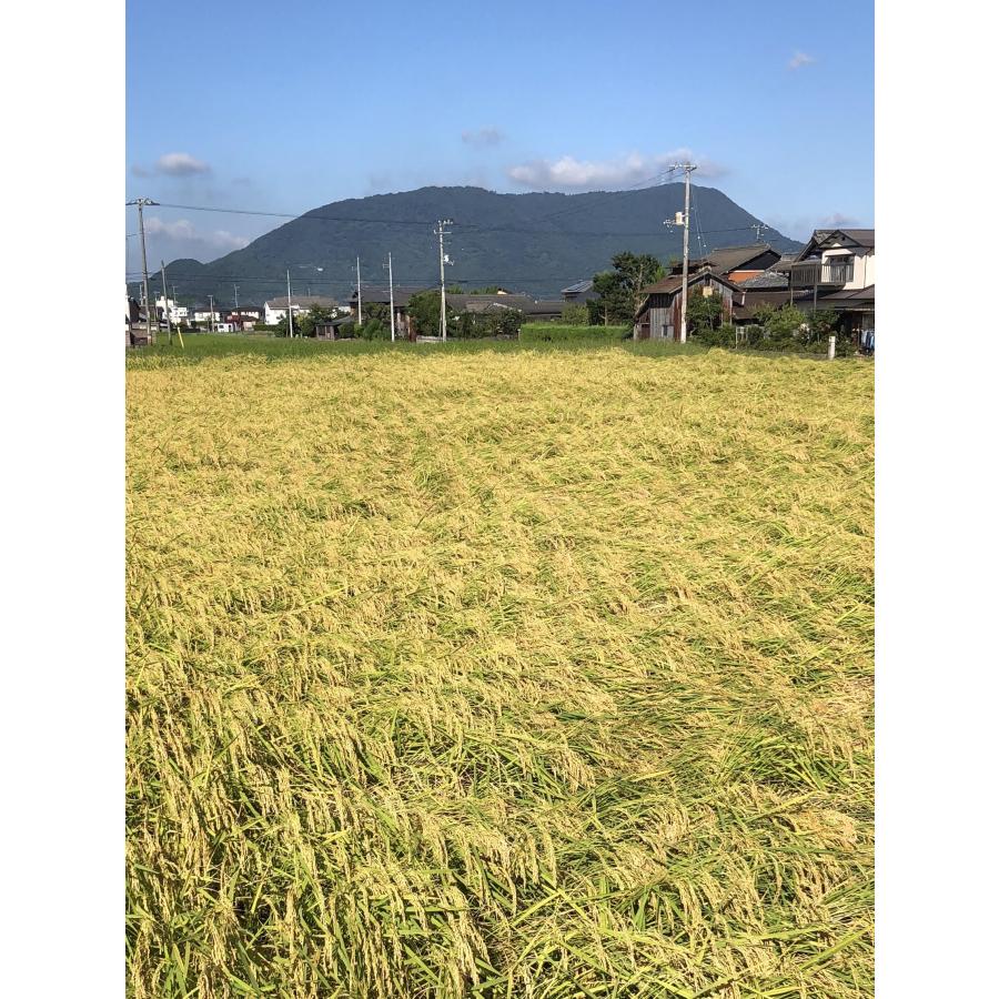 57%OFF! 無農薬 有機 うるち玄米 令和4年香川県産 コシヒカリ 10kg highart.com.eg 57%OFF! 無農薬 有機 うるち玄米 令和4年香川県産 コシヒカリ 10kg highart.com.eg