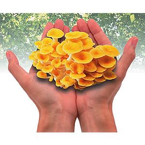 たもぎ茸乾燥粉末パウダー 500g エルゴチオネイン ベータグルカン