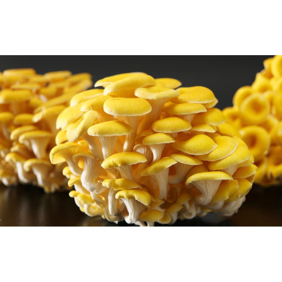 たもぎ茸石突粉末 50g×3袋 エルゴチオネイン含有 北海道産 生産者直送