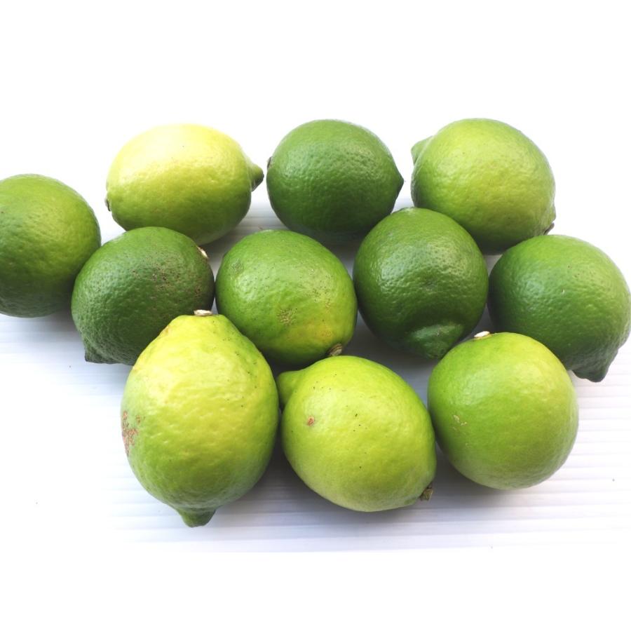 新品登場 国産 無農薬 レモン 1kg 送料無料 Wantannas Go Id