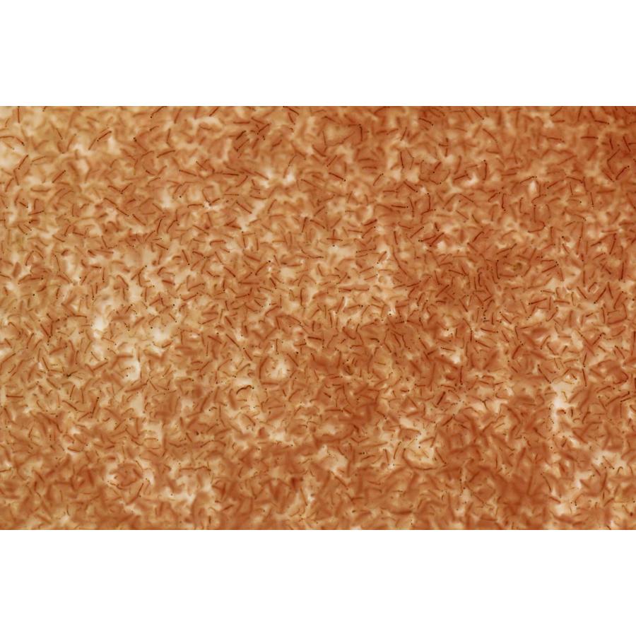 送料無料　タマミジンコ　5ｇ　活餌　メダカ　金魚　熱帯魚の餌に |  | 04