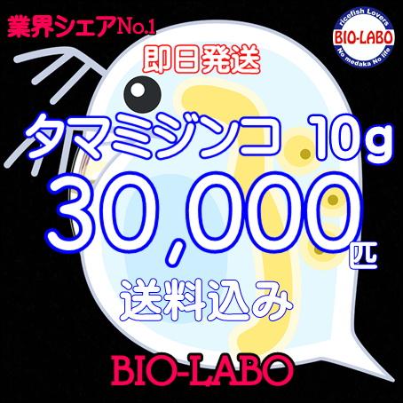 送料無料　タマミジンコ　10ｇ　活餌　メダカ　金魚　熱帯魚の餌に の商品画像