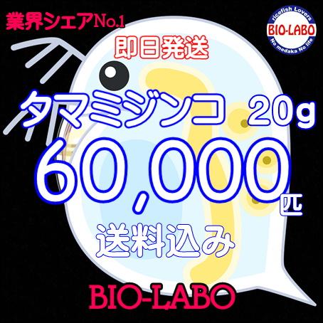 送料無料　タマミジンコ　20ｇ　活餌　メダカ　金魚　熱帯魚の餌に の商品画像