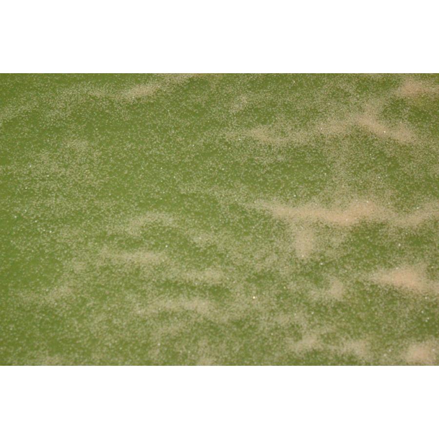 送料無料　タマミジンコ　20ｇ　活餌　メダカ　金魚　熱帯魚の餌に |  | 02