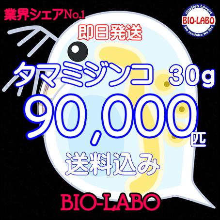 送料無料　タマミジンコ　30ｇ　活餌　メダカ　金魚　熱帯魚の餌に | 
