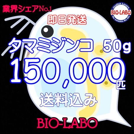 送料無料　タマミジンコ　50ｇ　活餌　メダカ　金魚　熱帯魚の餌に | 