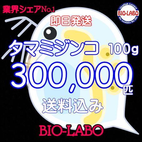 送料無料　タマミジンコ　100ｇ　活餌　メダカ　金魚　熱帯魚の餌に | 