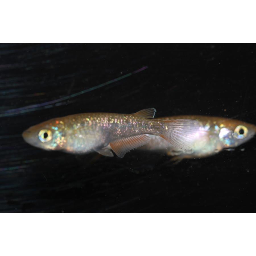 現物販売【BIO-LABO】　令和黒ラメサファイア×夜桜サファイア　２ペア |  | 09