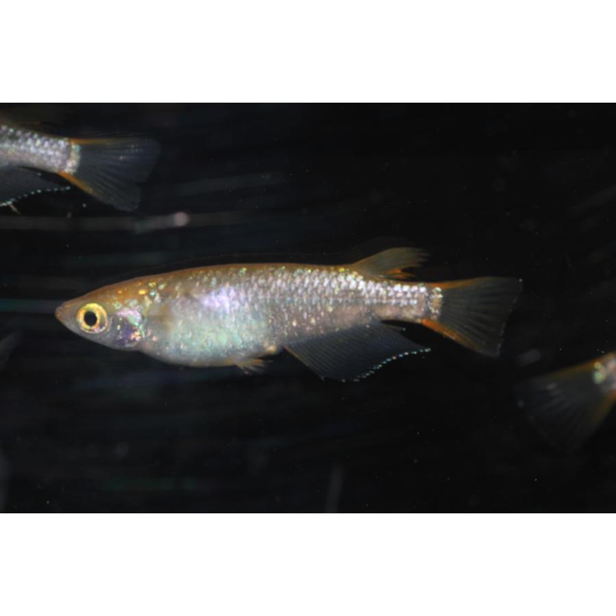 現物販売【BIO-LABO】　令和黒ラメサファイア×夜桜サファイア　２ペア |  | 08