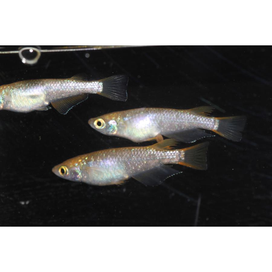 現物販売【BIO-LABO】　令和黒ラメサファイア×夜桜サファイア　２ペア |  | 07