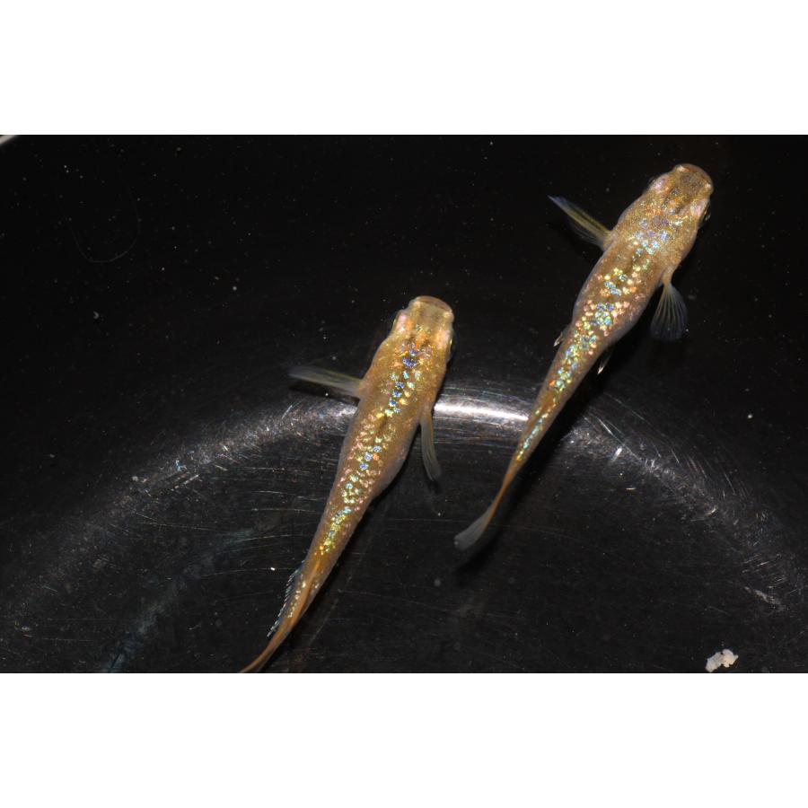 現物販売【BIO-LABO】　令和黒ラメサファイア×夜桜サファイア　２ペア |  | 05