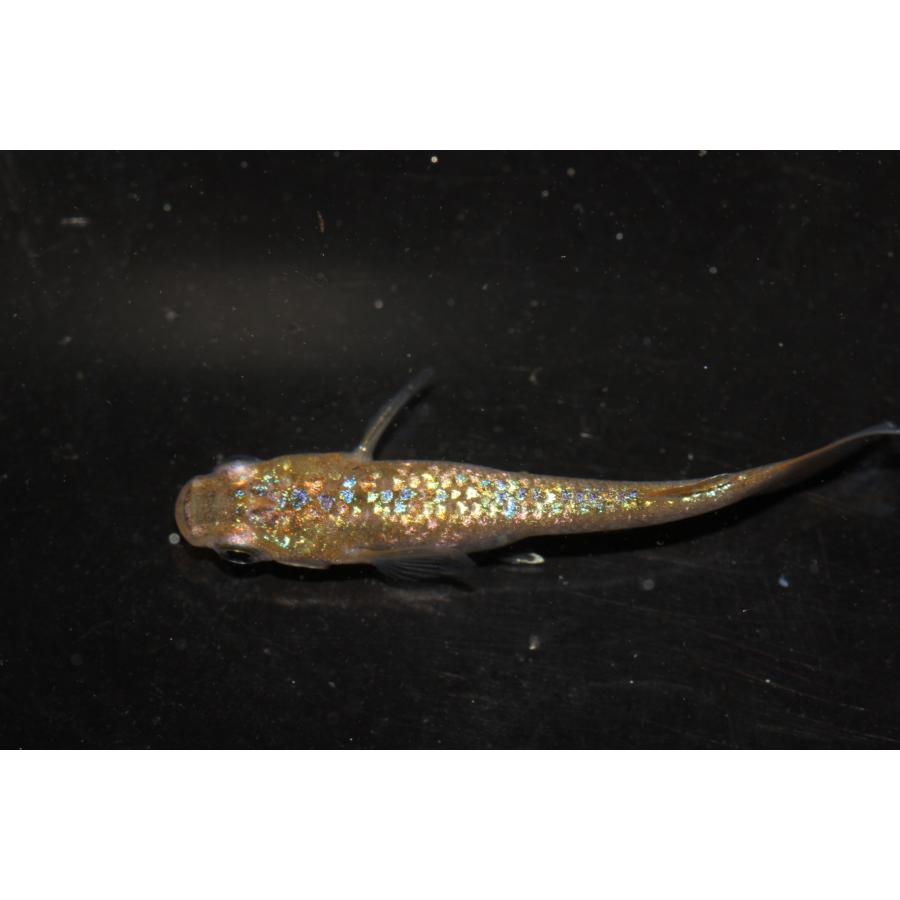 現物販売【BIO-LABO】　令和黒ラメサファイア×夜桜サファイア　２ペア |  | 04