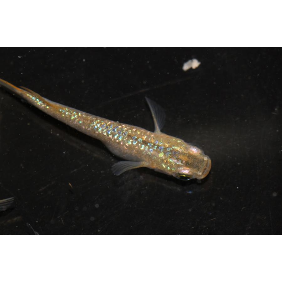 現物販売【BIO-LABO】　令和黒ラメサファイア×夜桜サファイア　２ペア |  | 03