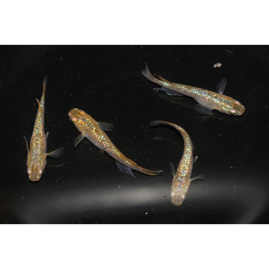 現物販売【BIO-LABO】　令和黒ラメサファイア×夜桜サファイア　２ペア |  | 02