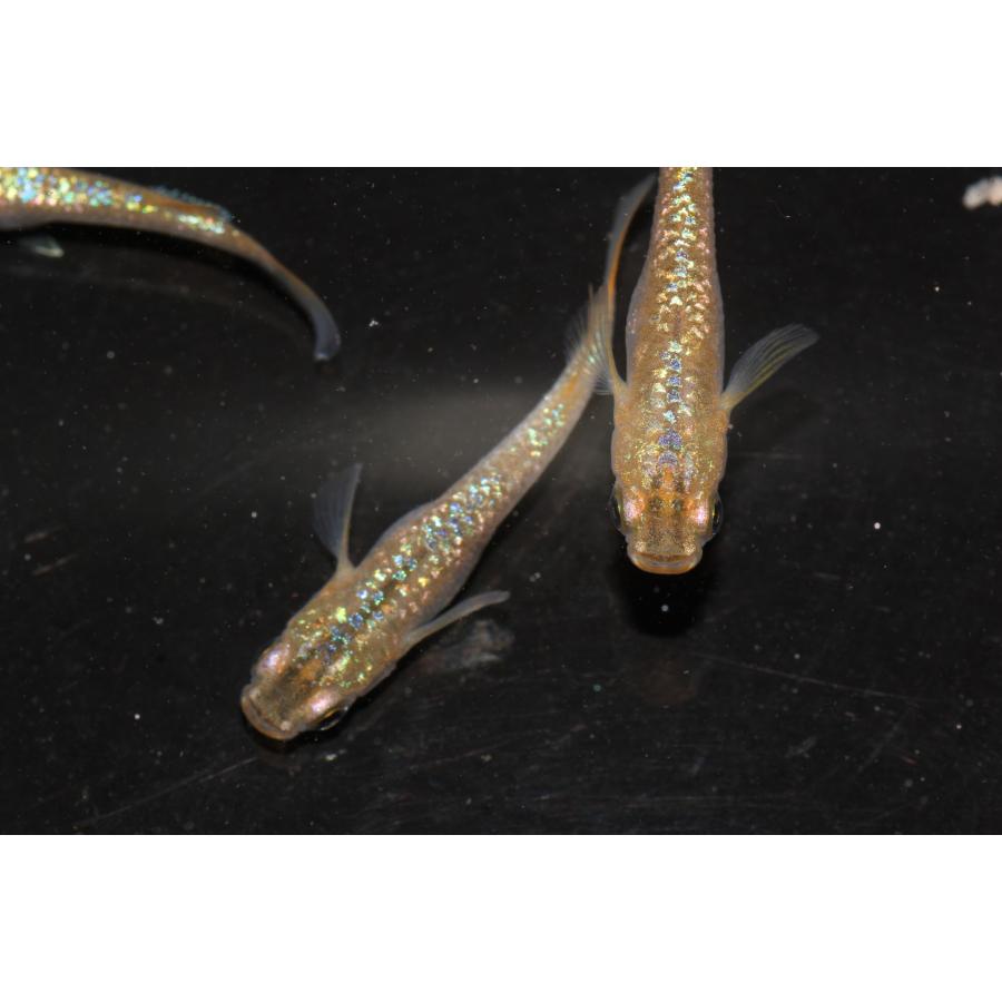 現物販売【BIO-LABO】　令和黒ラメサファイア×夜桜サファイア　２ペア |  | 01