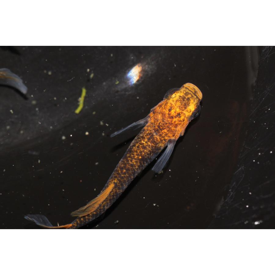 現物販売【BIO-LABO】　乙姫　２ペア | 