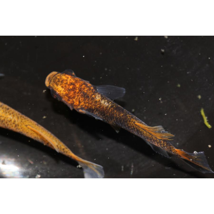 現物販売【BIO-LABO】　乙姫　２ペア |  | 10