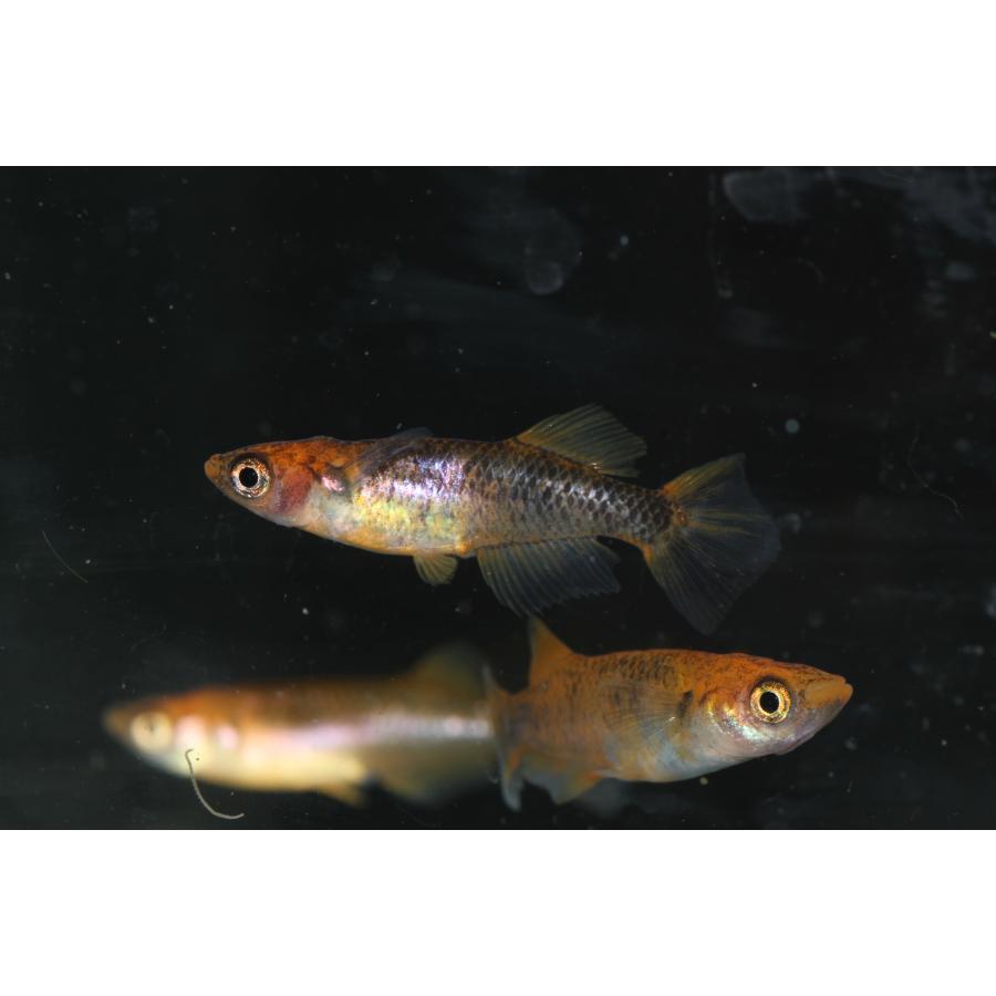 現物販売【BIO-LABO】　乙姫　２ペア |  | 01