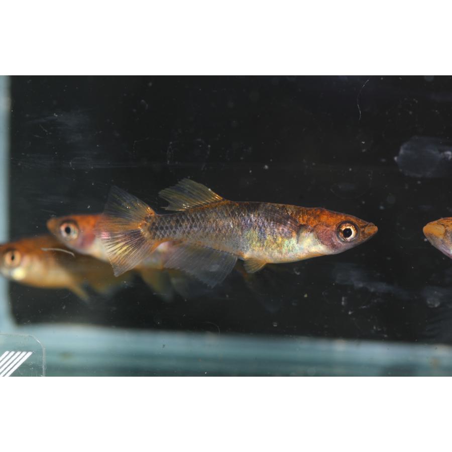 現物販売【BIO-LABO】　乙姫　２ペア |  | 02