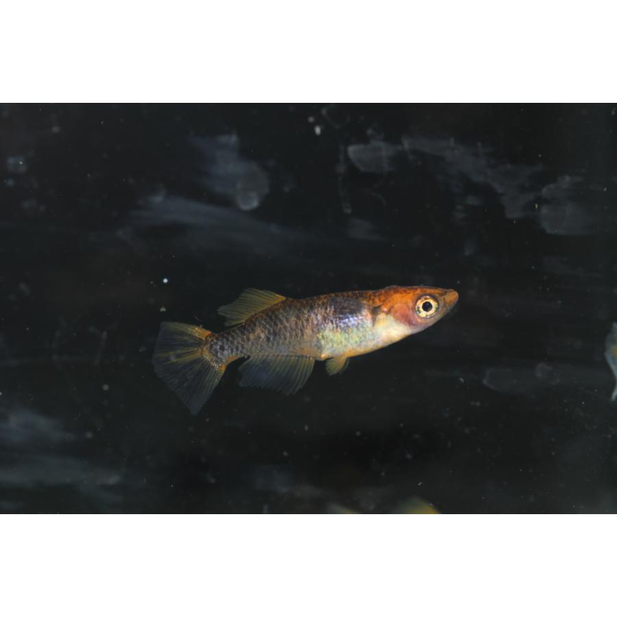 現物販売【BIO-LABO】　乙姫　２ペア |  | 03