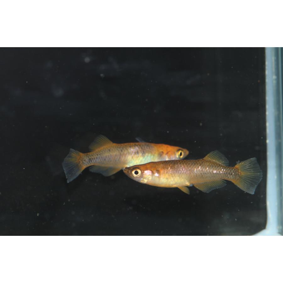 現物販売【BIO-LABO】　乙姫　２ペア |  | 04