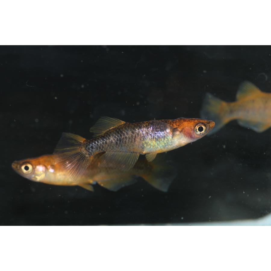 現物販売【BIO-LABO】　乙姫　２ペア |  | 05