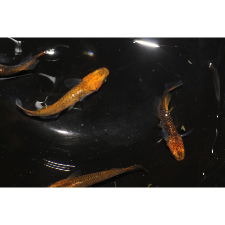 現物販売【BIO-LABO】　乙姫　２ペア |  | 06