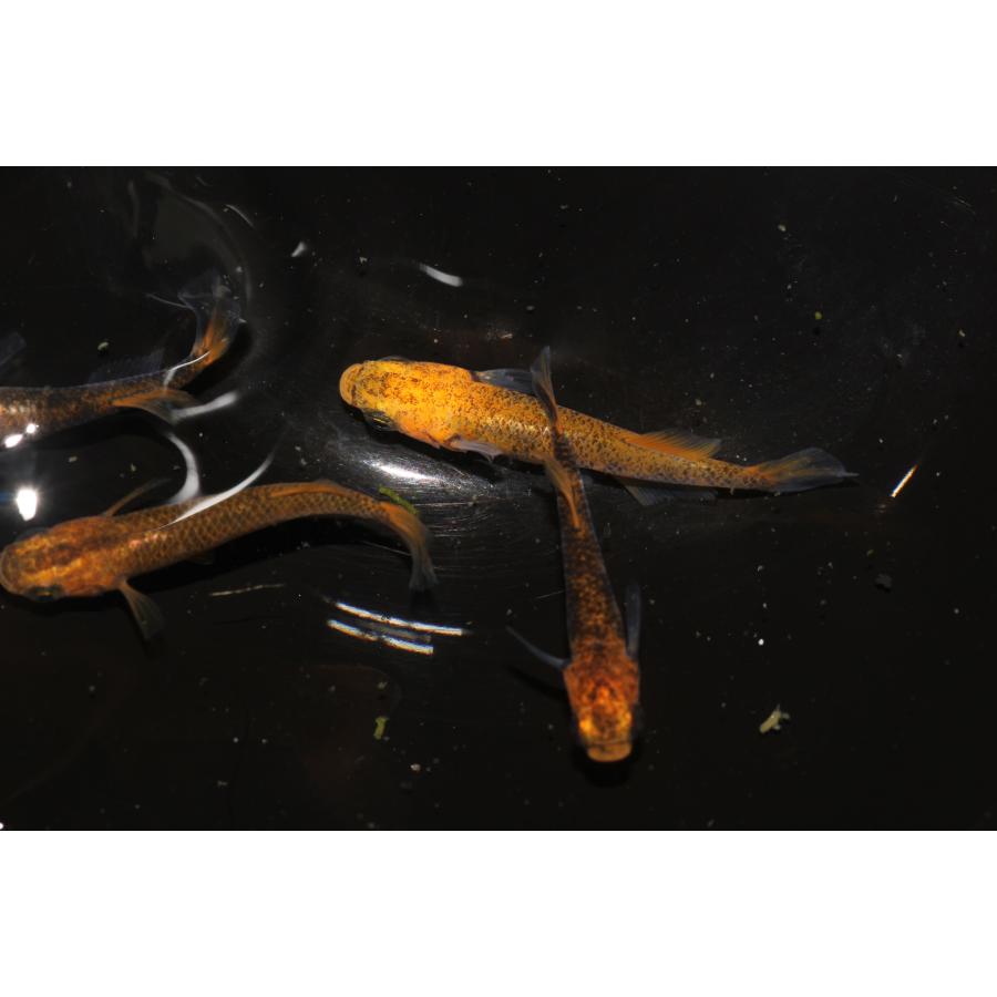 現物販売【BIO-LABO】　乙姫　２ペア |  | 07