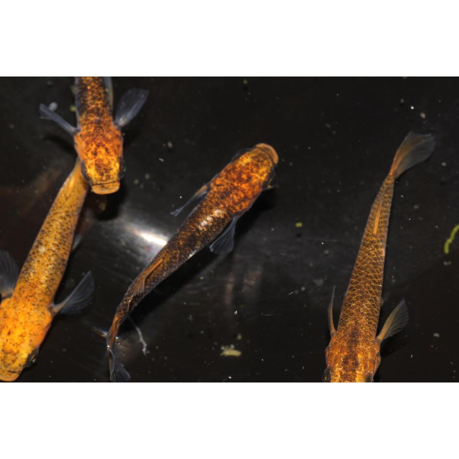 現物販売【BIO-LABO】　乙姫　２ペア |  | 08