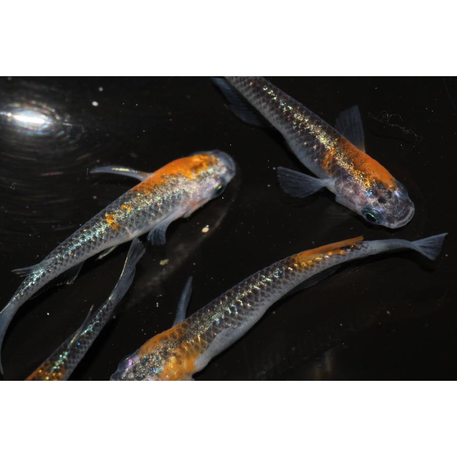 現物販売【BIO-LABO】　黒ラメ黄幹之体外光　２ペア |  | 10