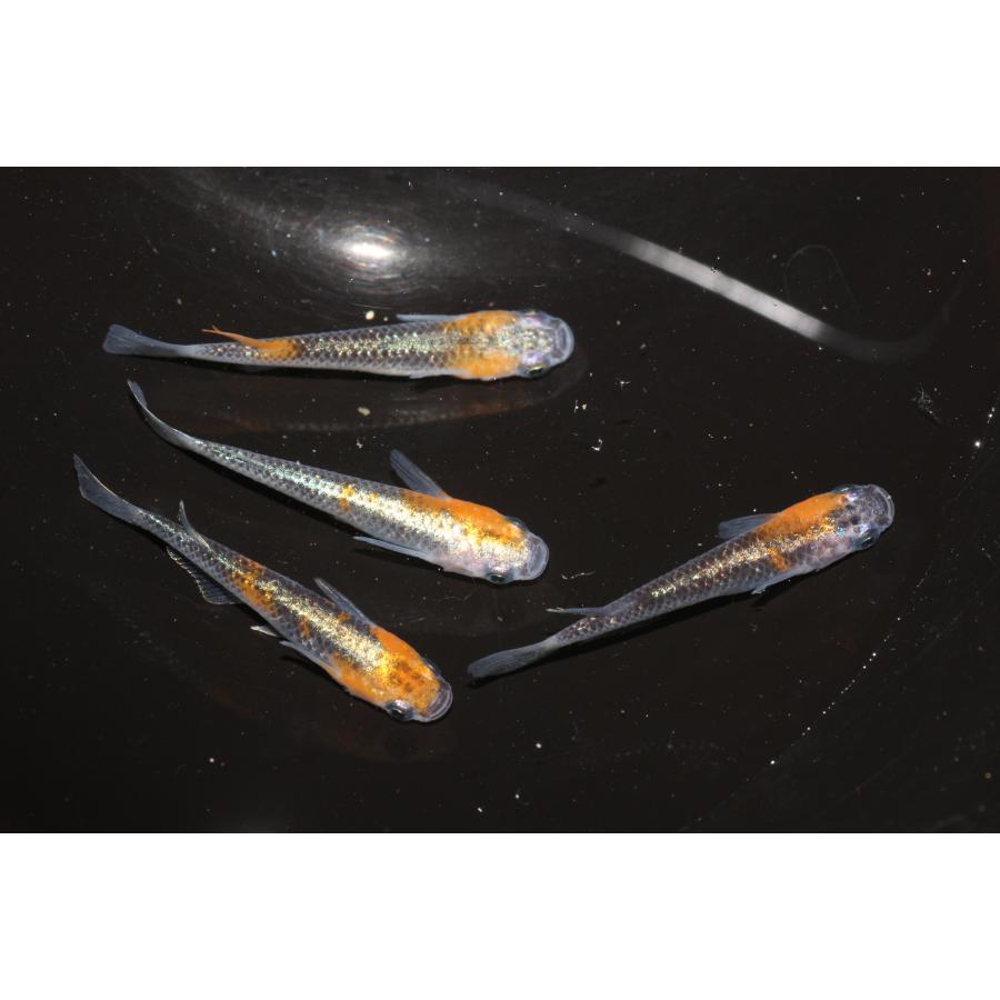 現物販売【BIO-LABO】　黒ラメ黄幹之体外光　２ペア |  | 01