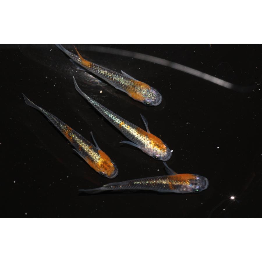 現物販売【BIO-LABO】　黒ラメ黄幹之体外光　２ペア |  | 02