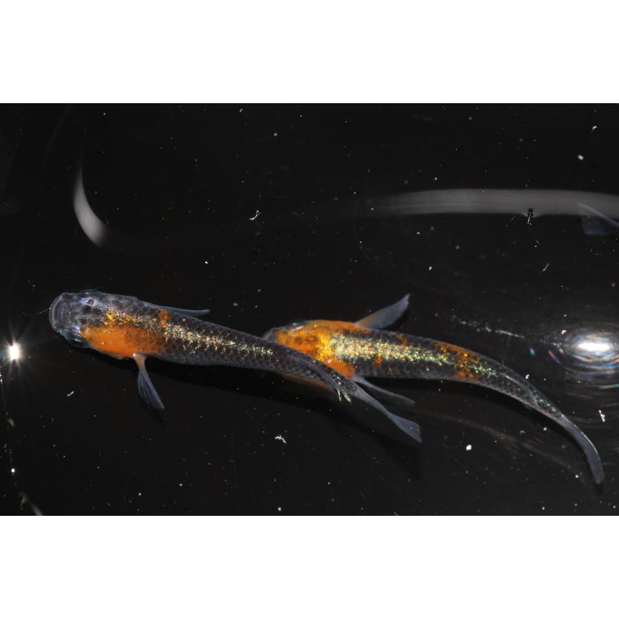 現物販売【BIO-LABO】　黒ラメ黄幹之体外光　２ペア |  | 04