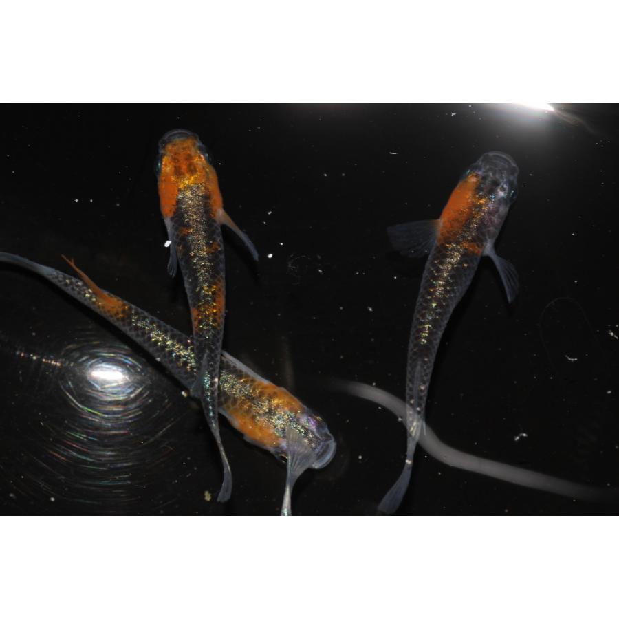 現物販売【BIO-LABO】　黒ラメ黄幹之体外光　２ペア |  | 05