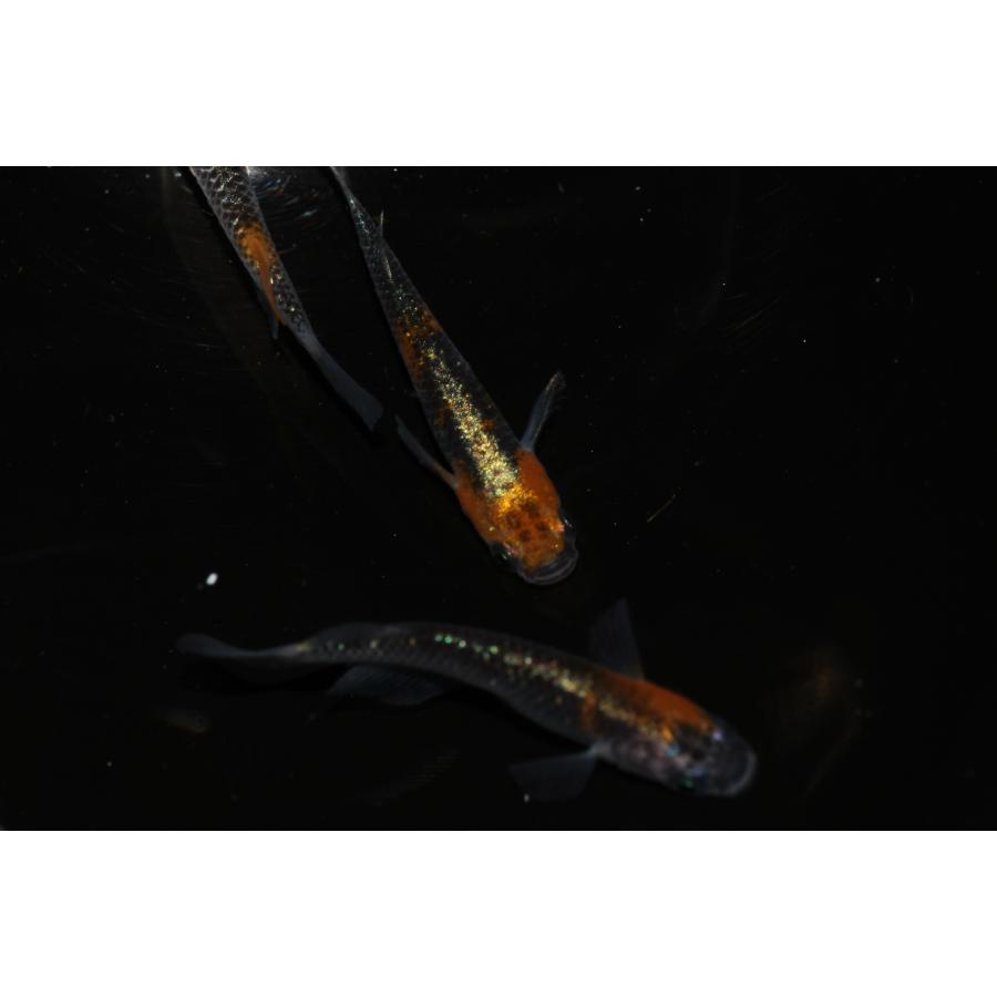 現物販売【BIO-LABO】　黒ラメ黄幹之体外光　２ペア |  | 06