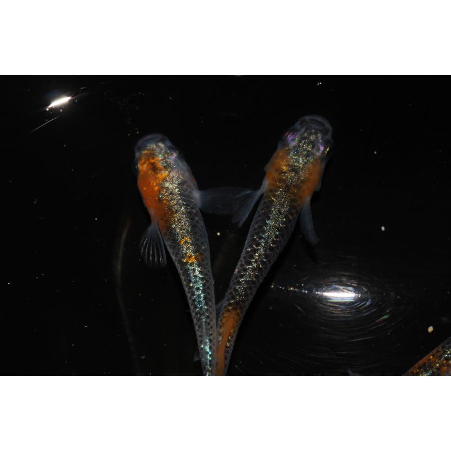 現物販売【BIO-LABO】　黒ラメ黄幹之体外光　２ペア |  | 07