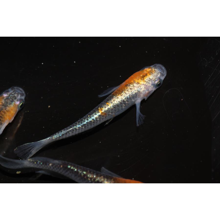 現物販売【BIO-LABO】　黒ラメ黄幹之体外光　２ペア |  | 08